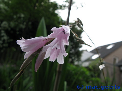 Dierama cooperi